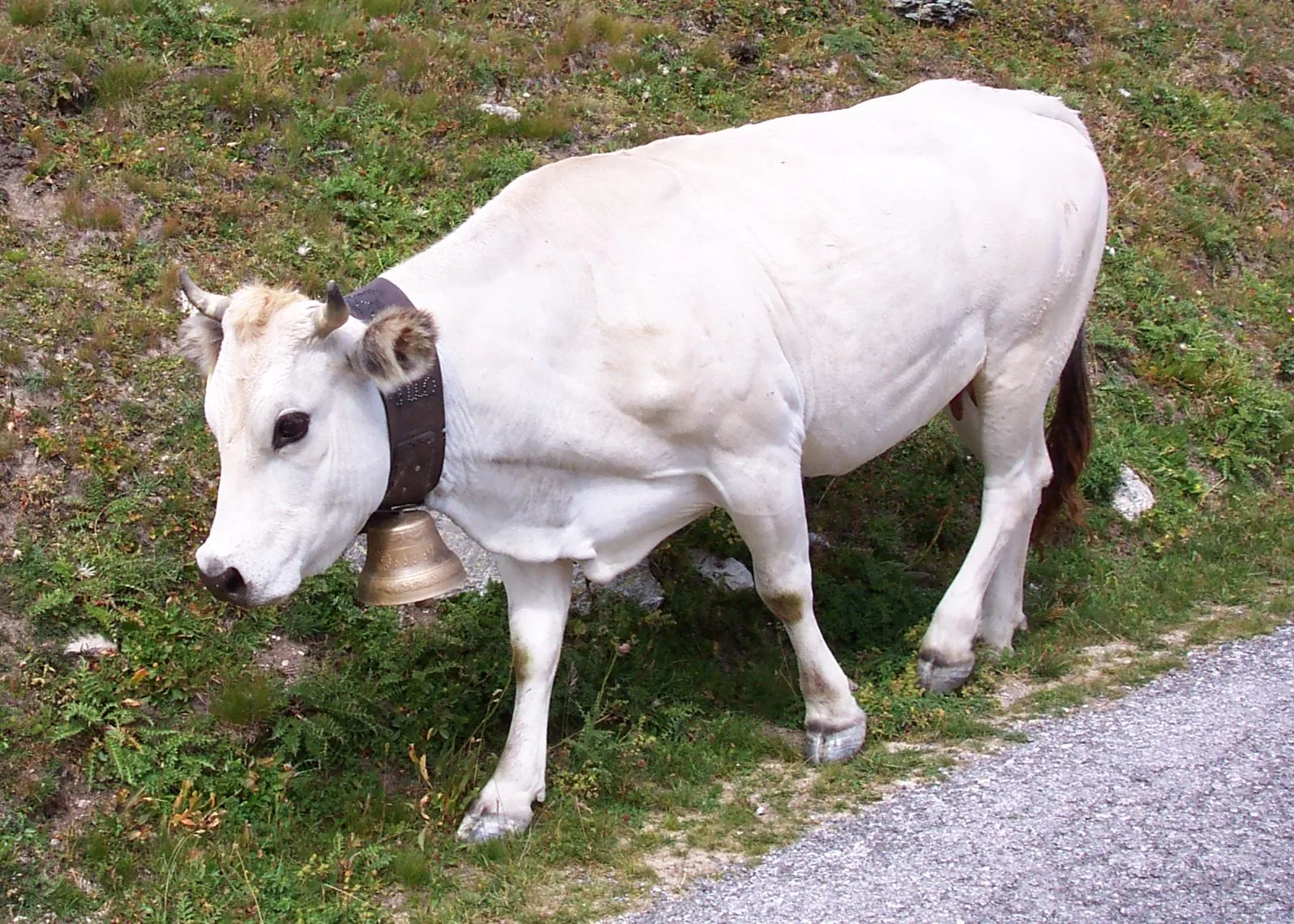 Bovino bianco di razza Piemontese con campanaccio al pascolo