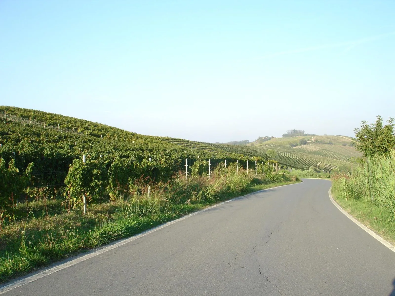 Strada di campagna che sale tra filari di vigneti sulle colline dell'Acquese