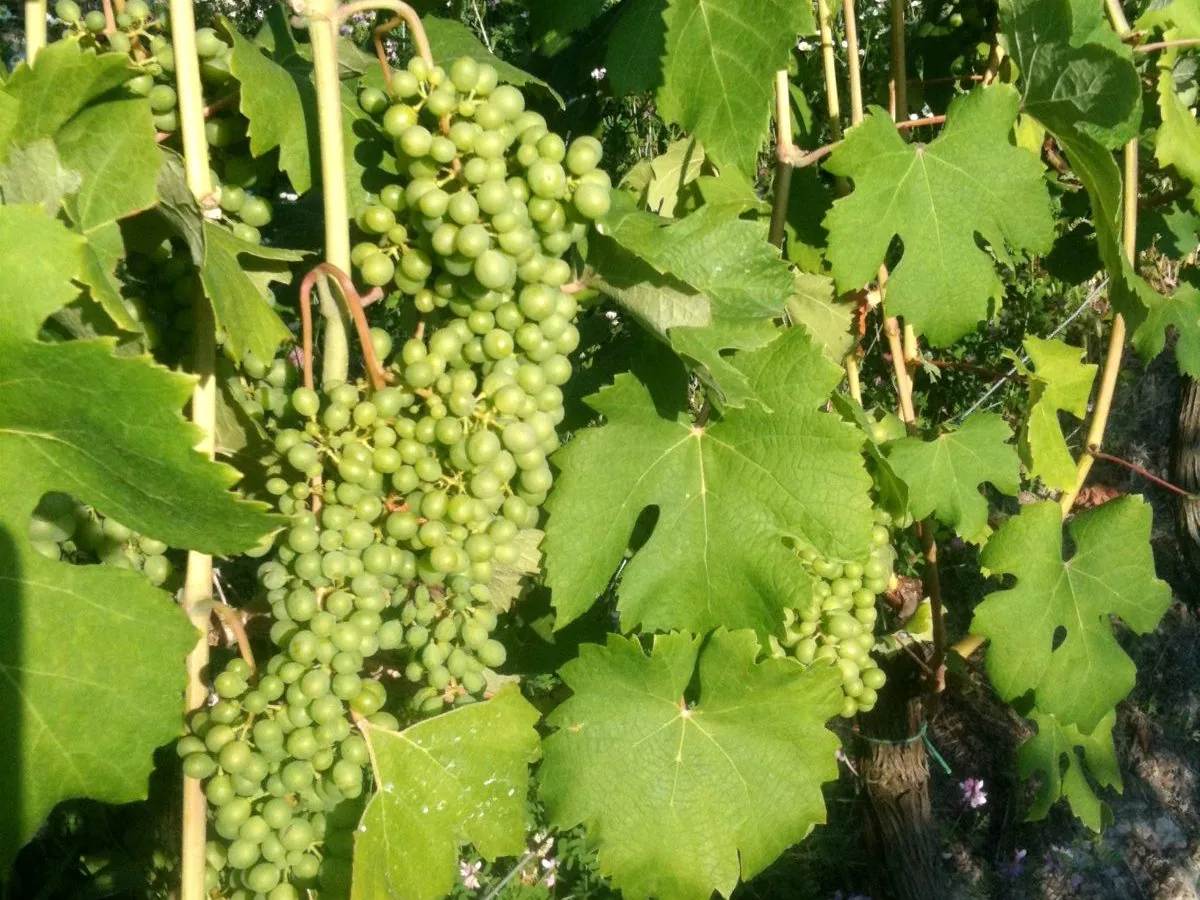 Grappoli di uva Moscato bianco ancora verdi tra le foglie di un vigneto piemontese